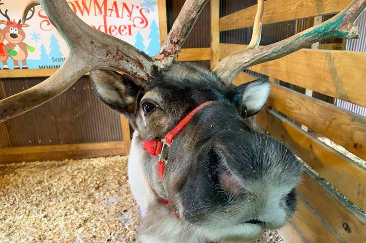 Canton Illinois Reindeer