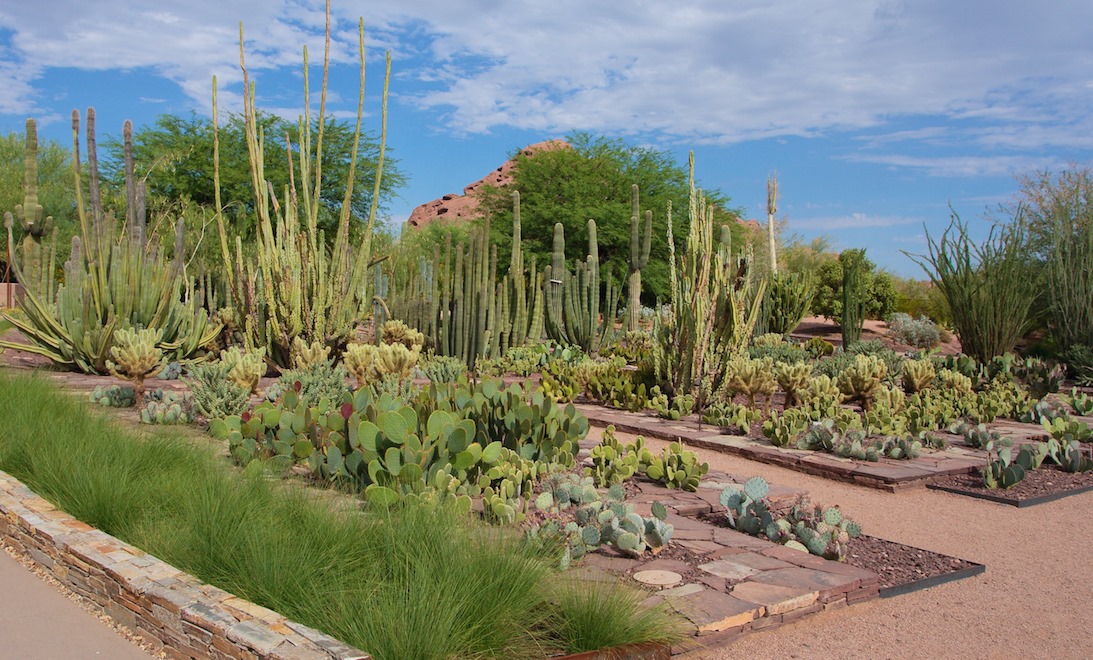 Desert Botanical Garden In Arizona