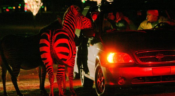 The Holiday Lights Safari Drive-Thru At Hollywild In South Carolina Is Fun For The Whole Family