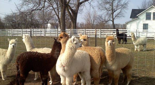 Be Fascinated By The Delightful Creatures You Meet At Illinois’ Best Alpaca Farm, Deitricks’ Alpaca Ranch