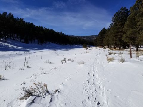 These 5 Snowy Strolls Are The Perfect Way To Welcome Winter In New Mexico