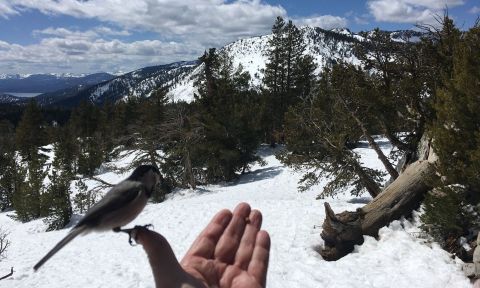 Bring Some Seed And Visit With The Birds On The Hike To Chickadee Ridge In Nevada