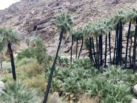 Borrego Palm Canyon Trail Is An Easy Hike In Southern California That Takes You To An Unforgettable View