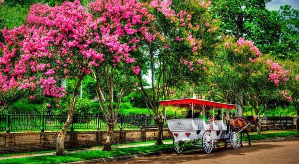 See The Charming Town Of Natchez In Mississippi Like Never Before On This Delightful Carriage Ride