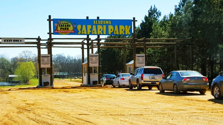 safari drive through alabama