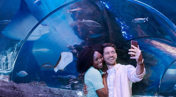 Once COVID Is Over, Make A Beeline For The Coolest Place To Have An Adventure In Arizona, SEA LIFE Aquarium