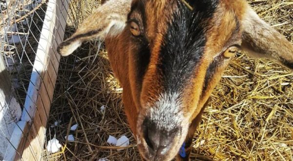 You’ll Never Forget A Visit To The Family Farm, A One-Of-A-Kind Farm Filled With Critters In Wyoming