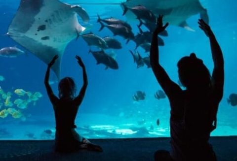 Take A Yoga Class In Front Of Stingrays, Whales, & Fish At The Georgia Aquarium