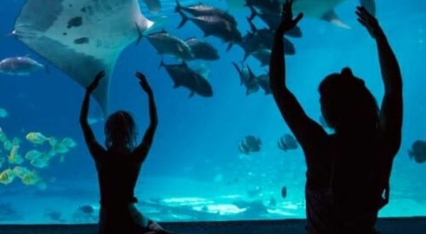 Take A Yoga Class In Front Of Stingrays, Whales, & Fish At The Georgia Aquarium