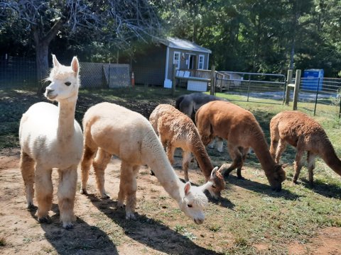 Spend The Day With Alpacas While Taking A Private Tour Of Arella Farm In Mississippi