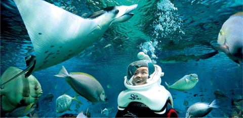 Dive Deep Underwater And Get Up Close And Personal With Fish, Sharks, Rays, And More At Mississippi Aquarium       