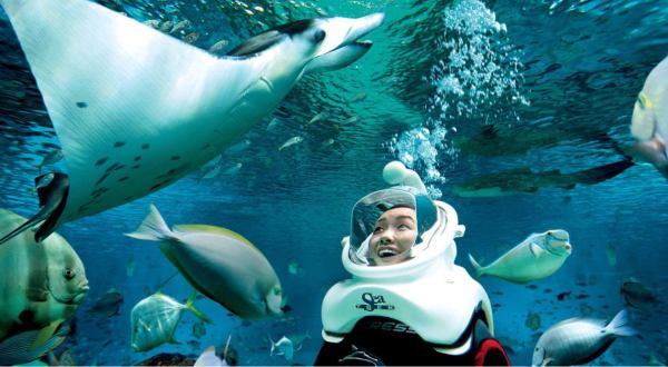Dive Deep Underwater And Get Up Close And Personal With Fish, Sharks, Rays, And More At Mississippi Aquarium       