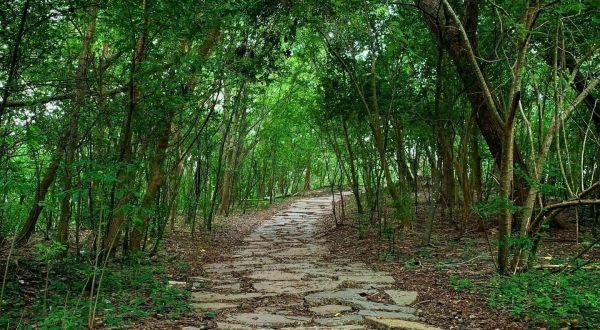 This Charming Path Through Couturie Forest In New Orleans Is Straight Out Of A Fairy Tale
