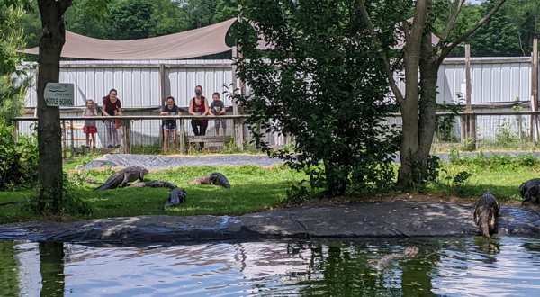Not Many People Know About This Alligator Sanctuary Right Here In Michigan