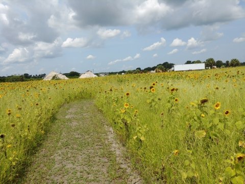 Get Lost In Thousands Of Beautiful Sunflowers At Sledd's U-Pick Farm In Florida