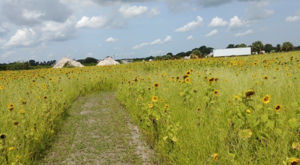 Get Lost In Thousands Of Beautiful Sunflowers At Sledd’s U-Pick Farm In Florida