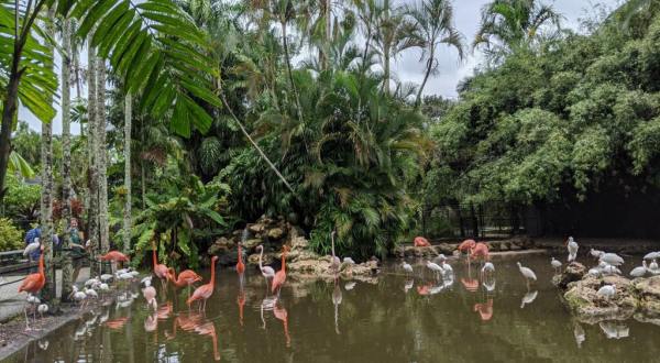 The 60-Acre Tropical Botanical Garden, Flamingo Gardens In Florida, Is Simply Heaven On Earth