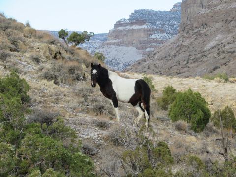 You Can Spot Wild Horses At The Aptly-Named Little Book Cliffs Wild Horse Area In Colorado