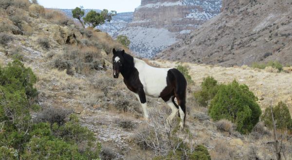 You Can Spot Wild Horses At The Aptly-Named Little Book Cliffs Wild Horse Area In Colorado