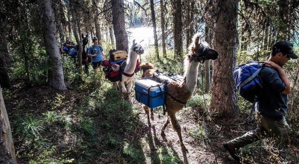 Hike With Llamas At Swan Mountain Llama Trekking In Montana