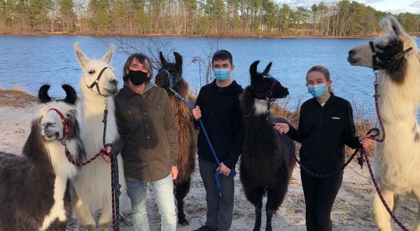 Hike With Llamas At Second Wind Farm In New Jersey