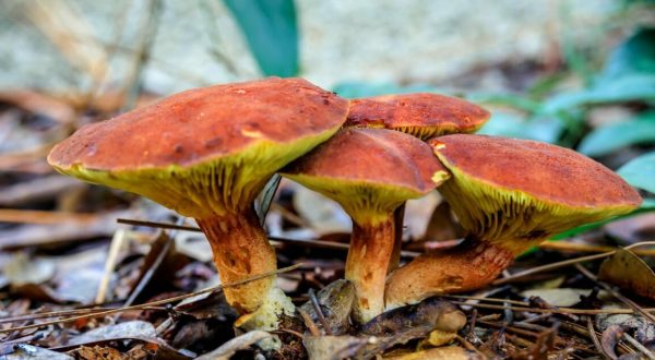 One Of The World’s Most Toxic Mushroom Species Can Be Found In Florida Each Year