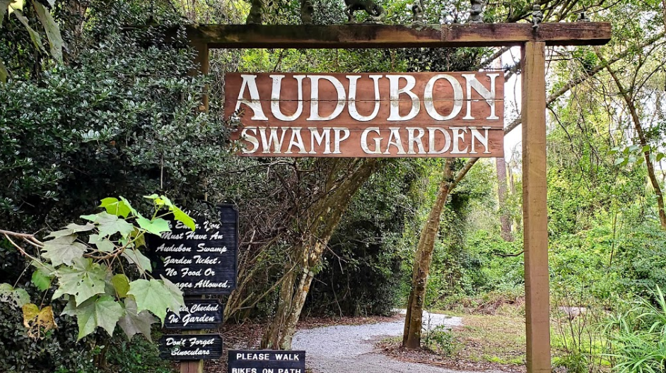 Explore A Lush And Enchanting Swamp At Audubon Swamp Garden In South Carolina