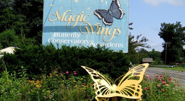 Spend A Magical Afternoon At Magic Wings Butterfly Conservatory, Massachusetts’ Largest Butterfly House