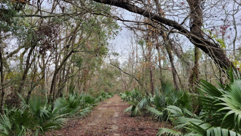 Get Away From It All At The Secluded Palmetto Island State Park In Louisiana