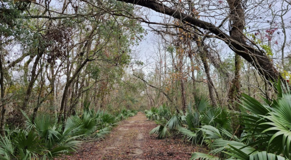 Get Away From It All At The Secluded Palmetto Island State Park In Louisiana