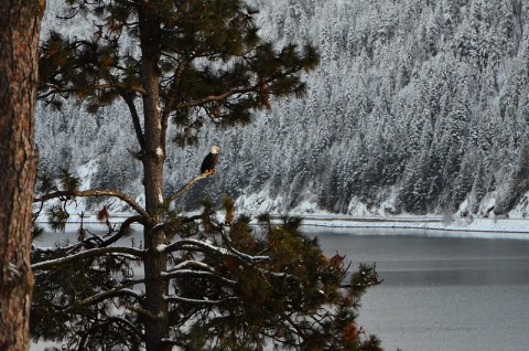 See Hundreds Of Bald Eagles Among The Trees This Winter At Lake Coeur d'Alene In Idaho