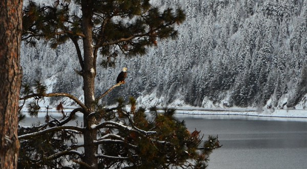 See Hundreds Of Bald Eagles Among The Trees This Winter At Lake Coeur d’Alene In Idaho