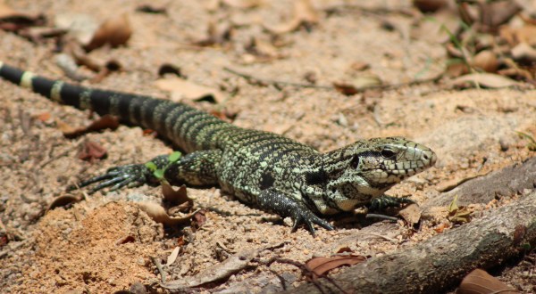 Lizards The Size Of Dogs Are Invading Texas In Droves