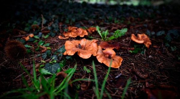 Two Of The World’s Most Toxic Mushrooms Can Be Found In Massachusetts Each Year