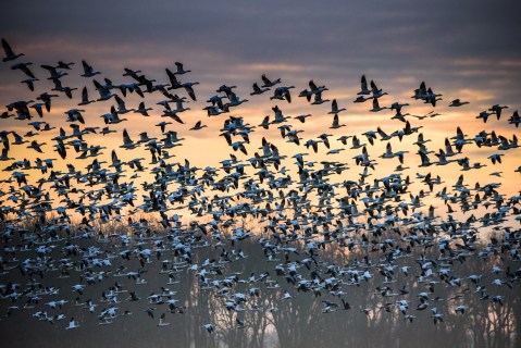 Keep Your Eyes To The Skies, As Hundreds Of Thousands Of Snow Geese Will Fly Across Colorado This Spring