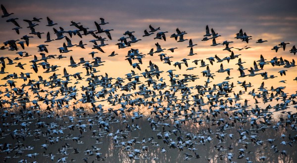 Keep Your Eyes To The Skies, As Hundreds Of Thousands Of Snow Geese Will Fly Across Colorado This Spring