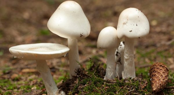 Two Of The World’s Most Toxic Mushrooms Can Be Found In South Carolina Each Year