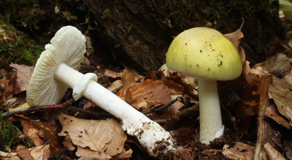 One Of The World’s Most Toxic Mushrooms Can Be Found In Texas Each Year