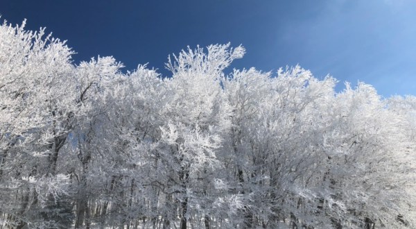 A Natural Phenomenon, Rime Ice, Has Been Popping Up In North Carolina And It’s Breathtaking