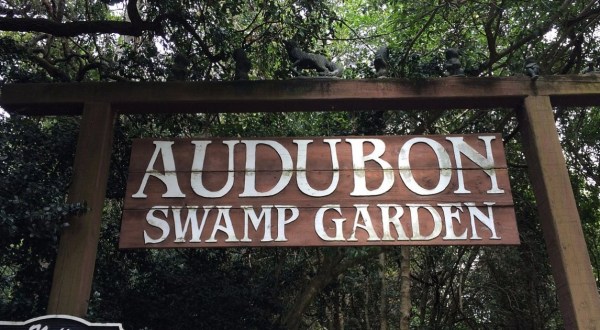 The Audubon Swamp Garden In South Carolina Takes You Through A Lush And Enchanting Swamp