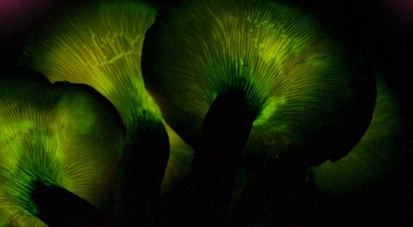 Deep In The Forests Of Indiana, There’s A Magical Fungus That Glows In The Dark