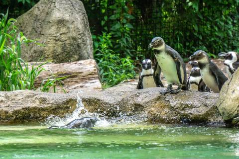Enjoy An Awesome Weekend Adventure At New York's Seneca Park Zoo