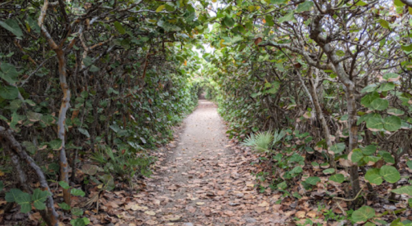 Take A Nature Tour Through Tunnels Of Trees At Blowing Rocks Preserve In Florida