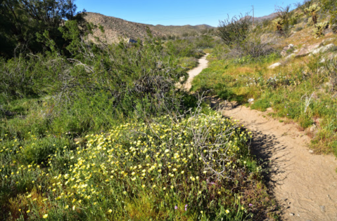 The Easy 1.5-Mile Yaqui Well Nature Trail That's Tucked Inside The Southern California Desert