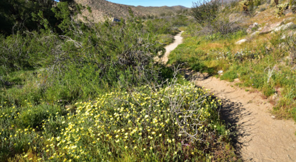 The Easy 1.5-Mile Yaqui Well Nature Trail That’s Tucked Inside The Southern California Desert