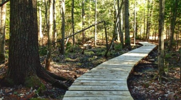 This Often Overlooked Trail System At Pineland Public Reserved Land Offers 3.2-Miles Of Forested Fun