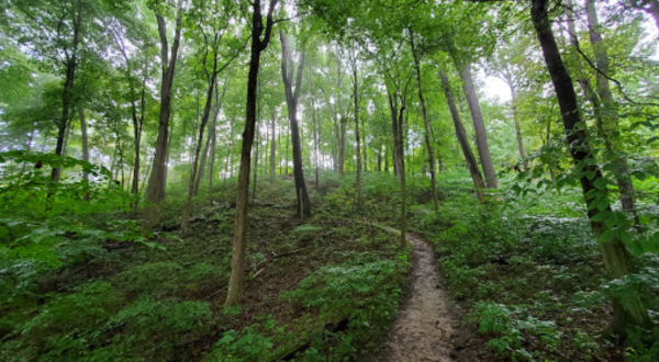 The California Woods Trail Will Show You A Completely New Side Of Ohio