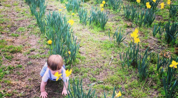 Bring Home A Bucket Of Daffodils At This U-Pick Daffodil Farm In South Carolina