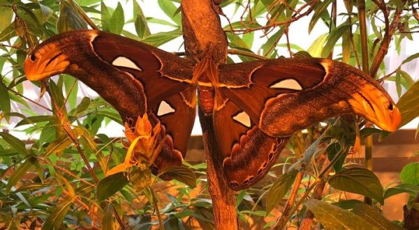 Spend A Magical Afternoon At Butterfly Encounter, Connecticut’s Largest Butterfly House