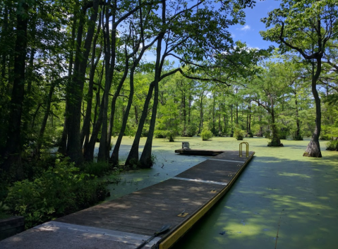 Explore A True Hidden Gem In North Carolina At Merchants Millpond State Park